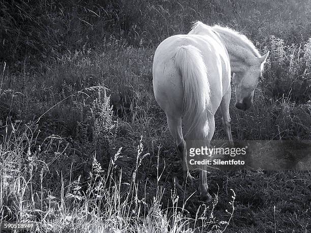 white mare in french field - animal body part stock pictures, royalty-free photos & images