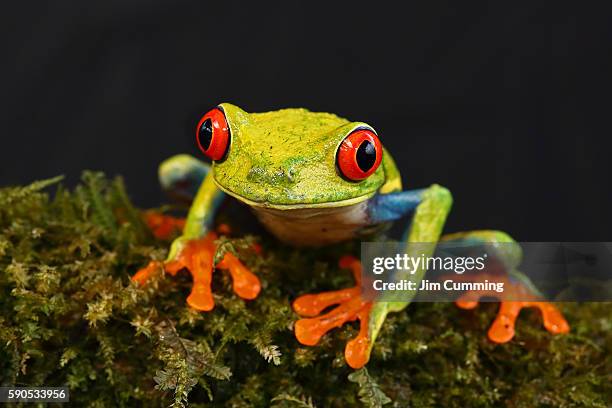 red-eyed tree frog - costa rica - red eye stock-fotos und bilder