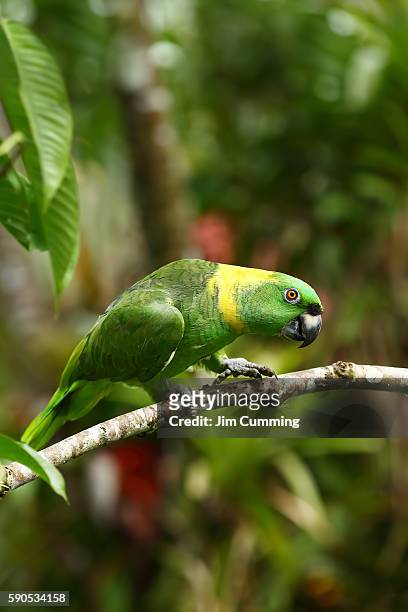 yellow napped parrot (amazona auropalliata), costa rica - gelbnackenamazone stock-fotos und bilder