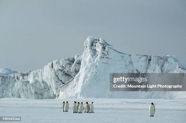 Flock of Emperor Penguins in Antarctic Landscape
