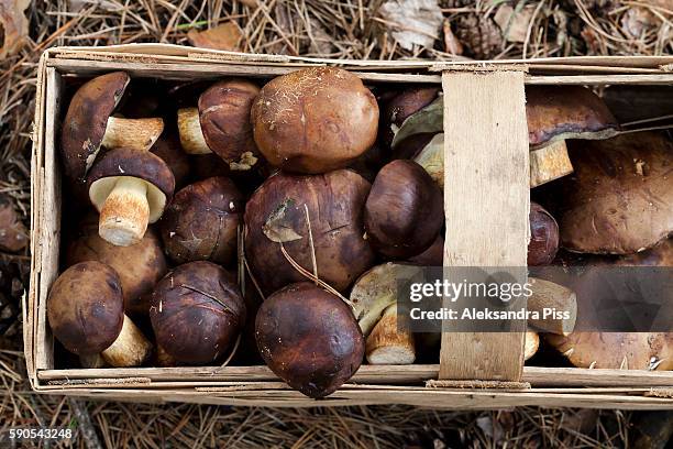 wild mushrooms - porcini mushroom stock pictures, royalty-free photos & images