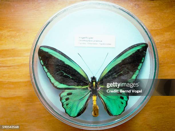 56 Ornithoptera Euphorion Stock Photos, High-Res Pictures, and