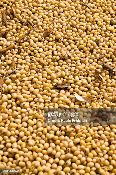 Soybeans at Fartura Farm in Mato Grosso state, Brazil. Brazil is the second biggest soy producer worldwide.