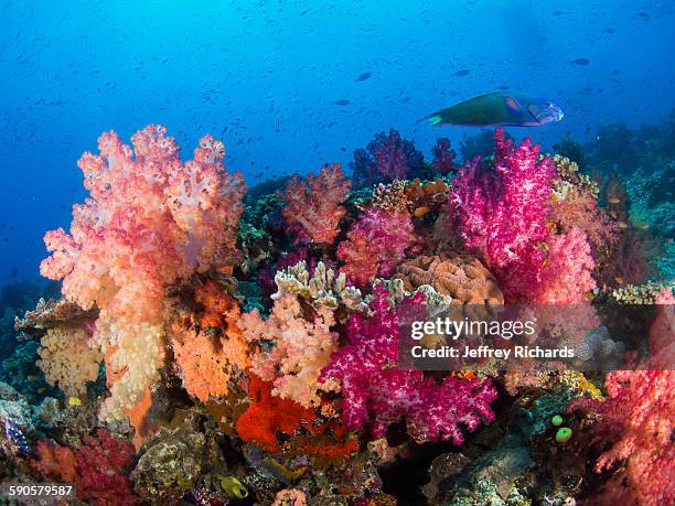 colorful soft coral fiji reef - ブダイ ストックフォトと画像