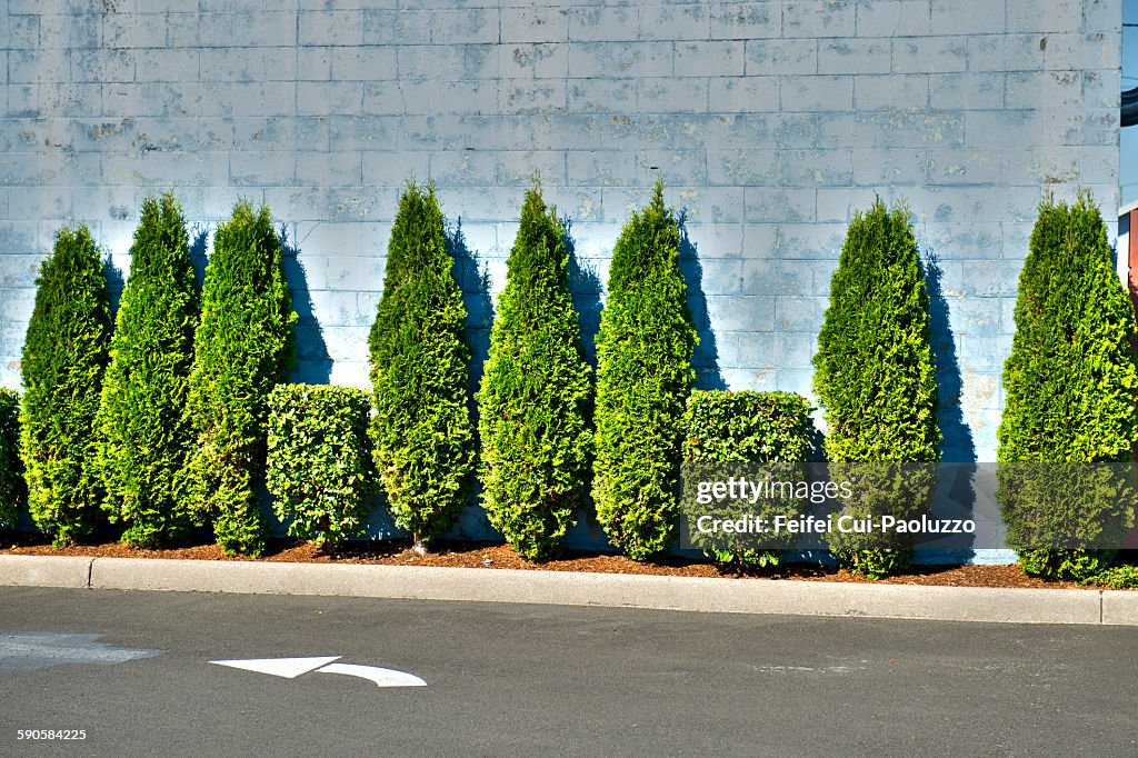 Parking and Italian cypress at Tillamook