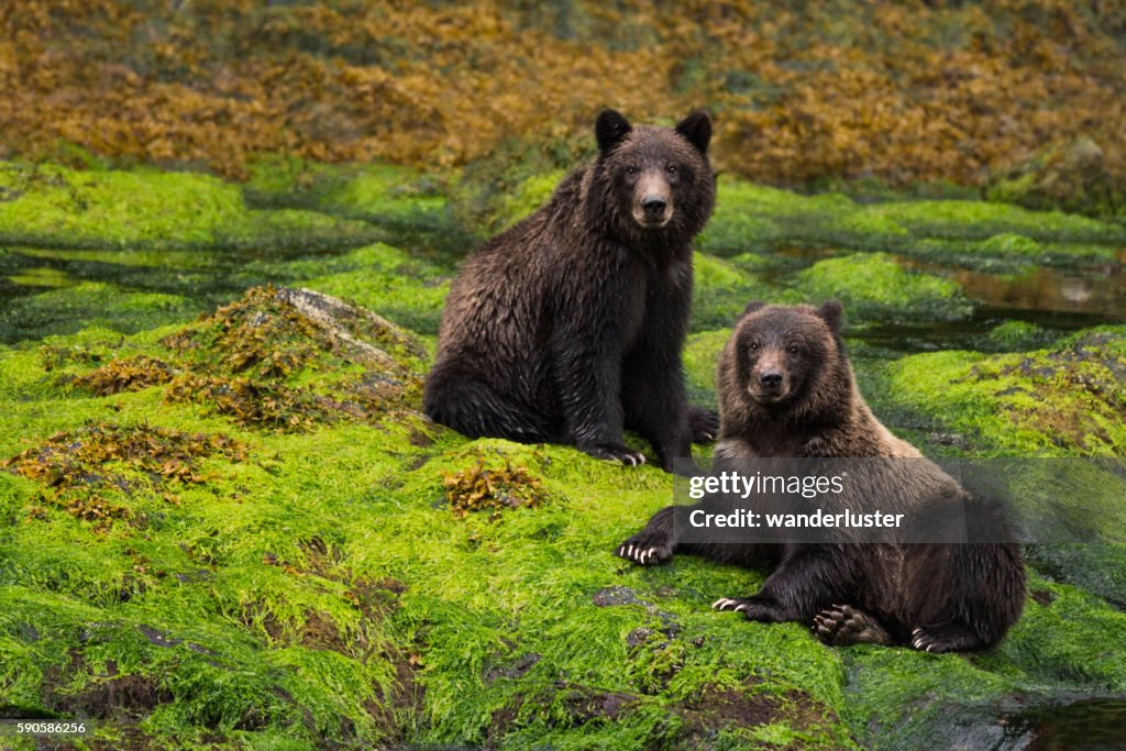 Two grizzly cubs sit in a green rainforest