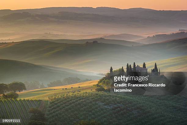tuscany, italy - olive tree farm stock pictures, royalty-free photos & images