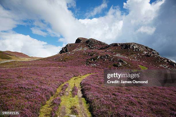 path through the heather - heather stock-fotos und bilder