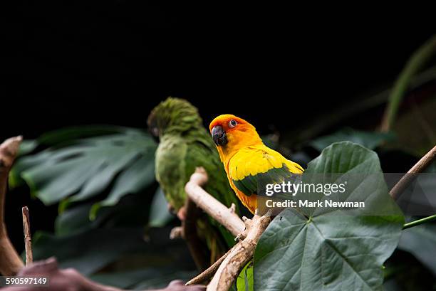 sun conure - tropical parrot stock pictures, royalty-free photos & images