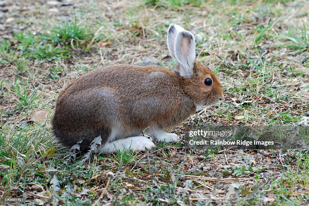 Snowshoe rabbit in transition