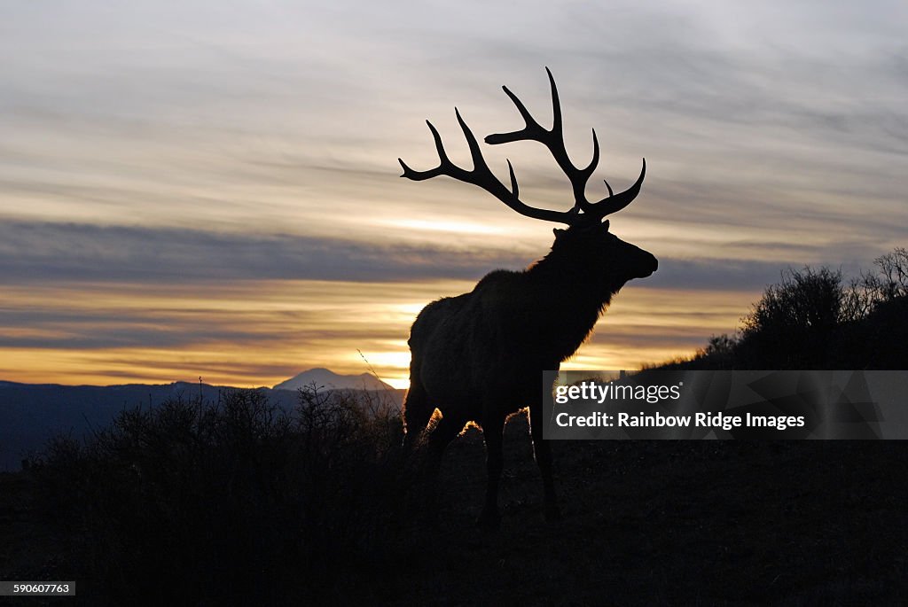 Majestic bull elk