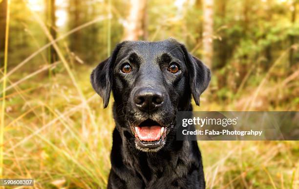 happy dog - labrador retriever stockfoto's en -beelden