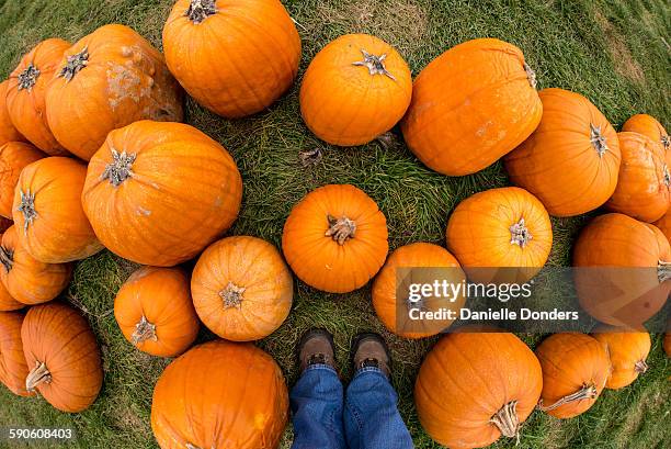 standing admidst the pumpkins - danielle donders stock pictures, royalty-free photos & images