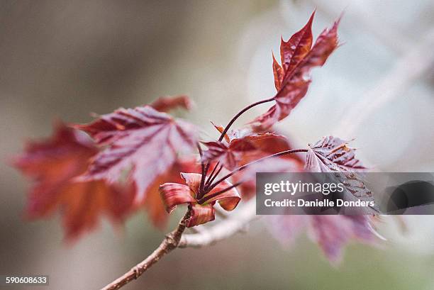 maple leaf blooming in spring - danielle donders stock pictures, royalty-free photos & images