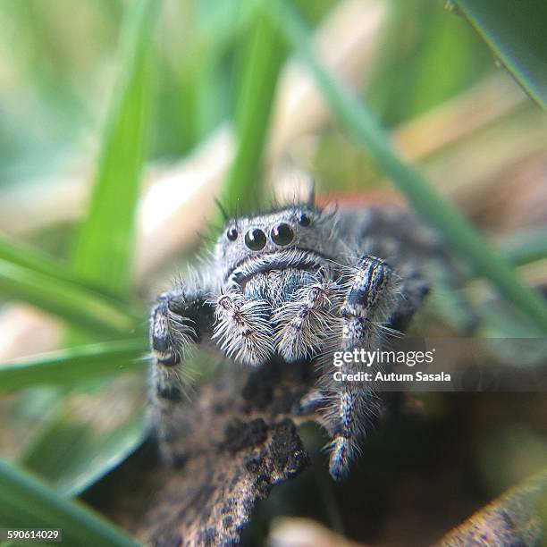 jumping spider - redback spider stock pictures, royalty-free photos & images