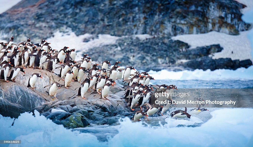 Ice swimmers