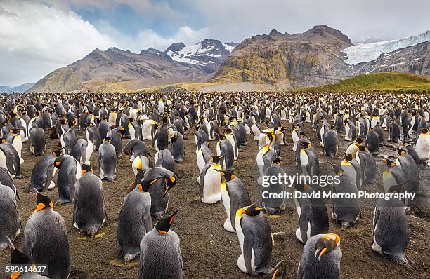 king colony - king penguin stock pictures, royalty-free photos & images