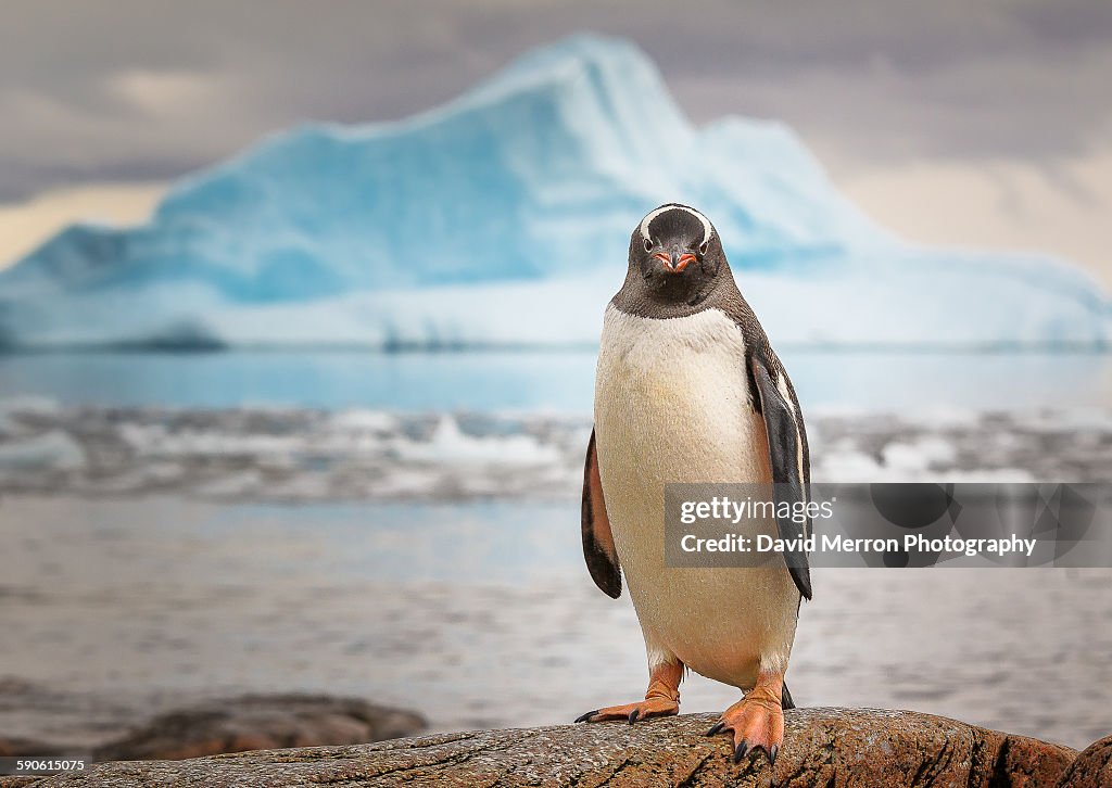 Gentoo stare