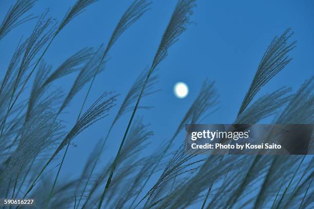 japanese silver grass and moon - silver moon pictures stock pictures, royalty-free photos & images