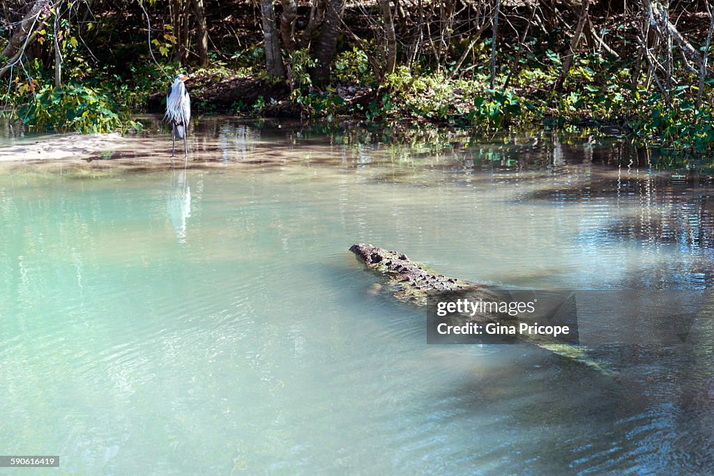 Florida USA, alligator and egret in nature.