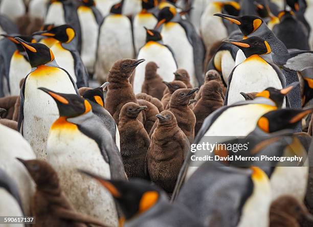 crèche - antarctica penguin stock-fotos und bilder