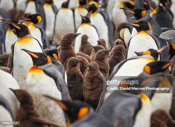 crèche - king penguin stockfoto's en -beelden