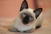 Young siamese kitten. Cute cat with beautiful blue eyes.
