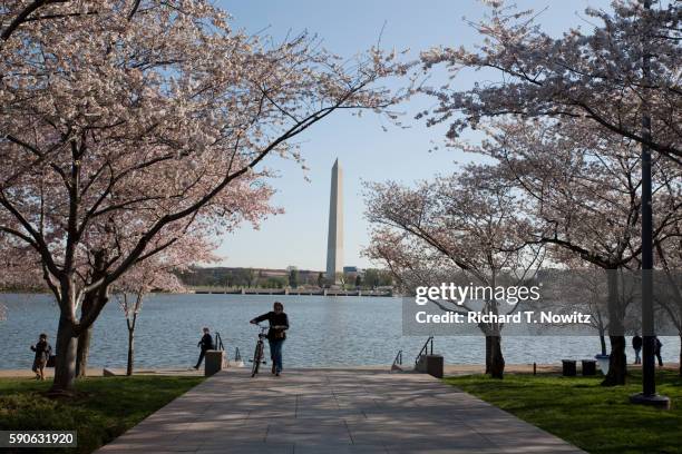 view of washington monument - tidal basin washington dc stock pictures, royalty-free photos & images