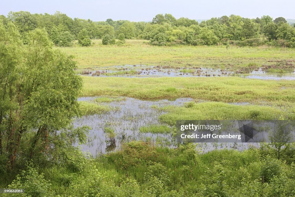 Chattahoochee River Wetland, Upland Habitat
