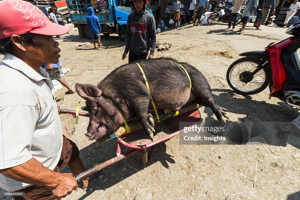 Man carrying a pig tied to bamboo sticks at the Bolu livestock market.