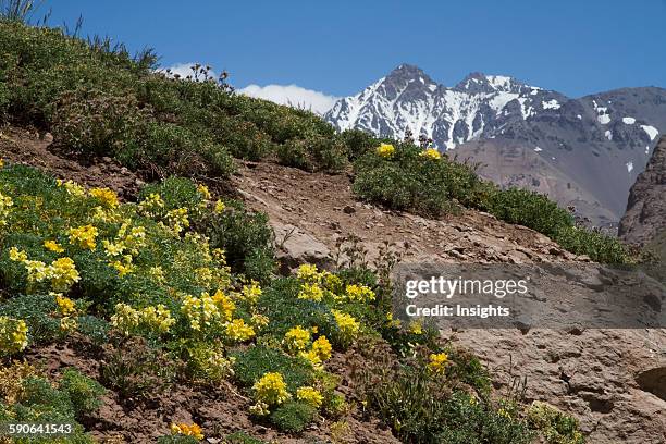 Nasturtium Flowers, Mount Aconcagua Provincial Park, Mendoza, Argentina.