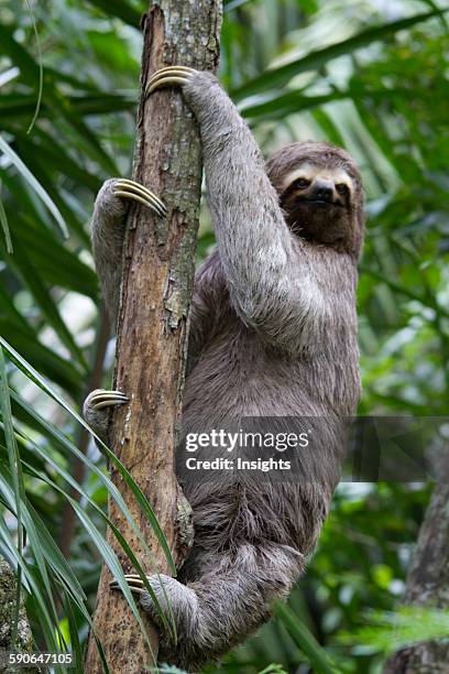 Guembe Biocentro Guembe Photos and Premium High Res Pictures - Getty Images
