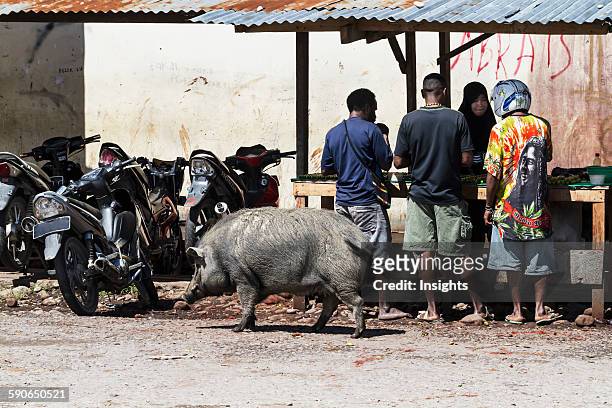 Pig at the market, Wamena, Papua, Indonesia.