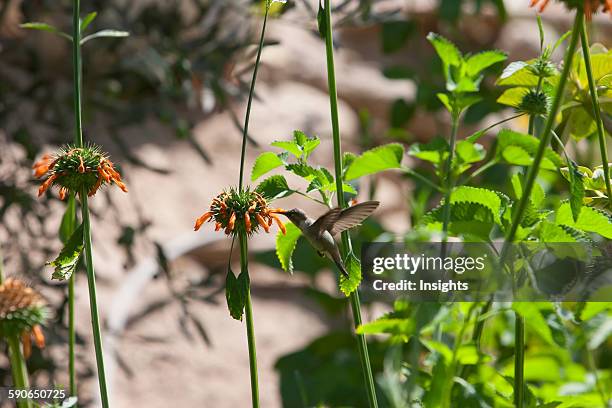 Oasis Hummingbird , Azapa Valley, Arica & Parinacota Region, Chile.