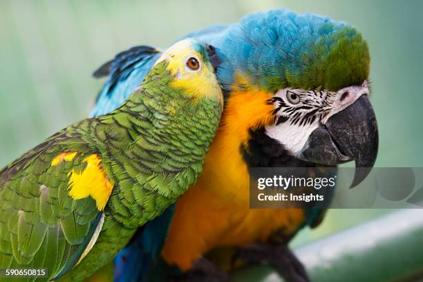 Guembe 285 Golden Macaw Stock Photos, High-Res Pictures, and Images - Getty Images