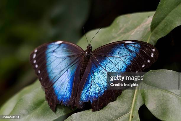 Guembe Biocentro Guembe Photos and Premium High Res Pictures - Getty Images