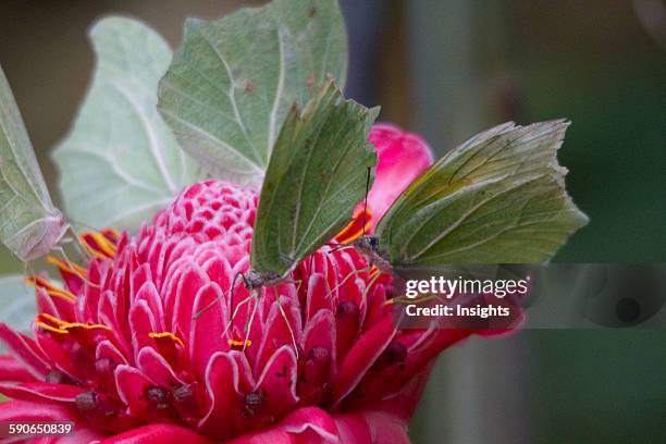 Guembe Biocentro Guembe Photos and Premium High Res Pictures - Getty Images