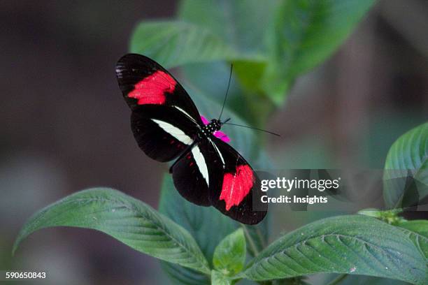Guembe Biocentro Guembe Photos and Premium High Res Pictures - Getty Images