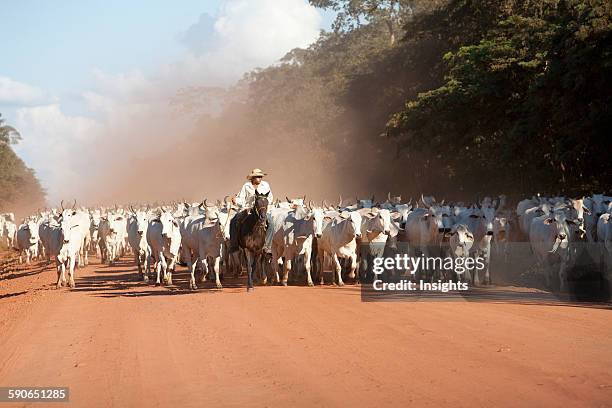 Bolivian Cowboys Herding Indo-Brazilian Cattle In Rural Chiquitania, Santa Cruz Department, Bolivia.