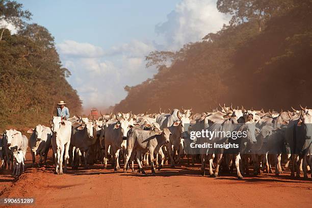 Bolivian Cowboys Herding Indo-Brazilian Cattle In Rural Chiquitania, Santa Cruz Department, Bolivia.