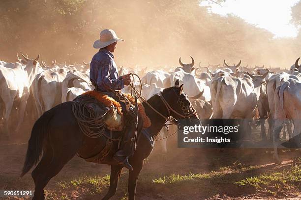 Bolivian Cowboys Herding Indo-Brazilian Cattle In Rural Chiquitania, Santa Cruz Department, Bolivia.