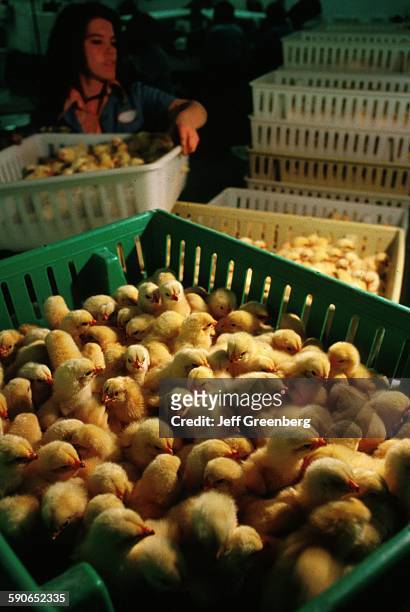 Chicken Hatchery, Baby Chicks Prepared For Shipping.