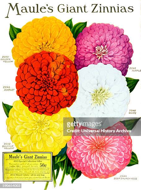 Historic Maule's seed catalog with illustration of giant Zinnnias flower from 20th century.