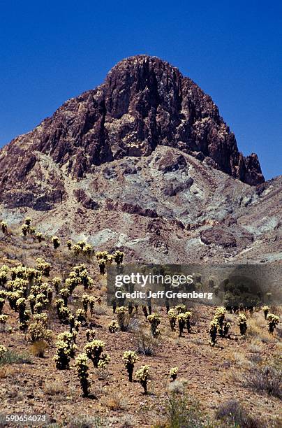 Arizona, Oatman, Historic Route 66, Boundary Cone, Teddy bear Cholla Plants.