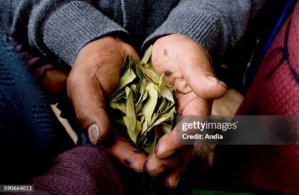 Man holding coca leaves in his hands. Cusco , Peru