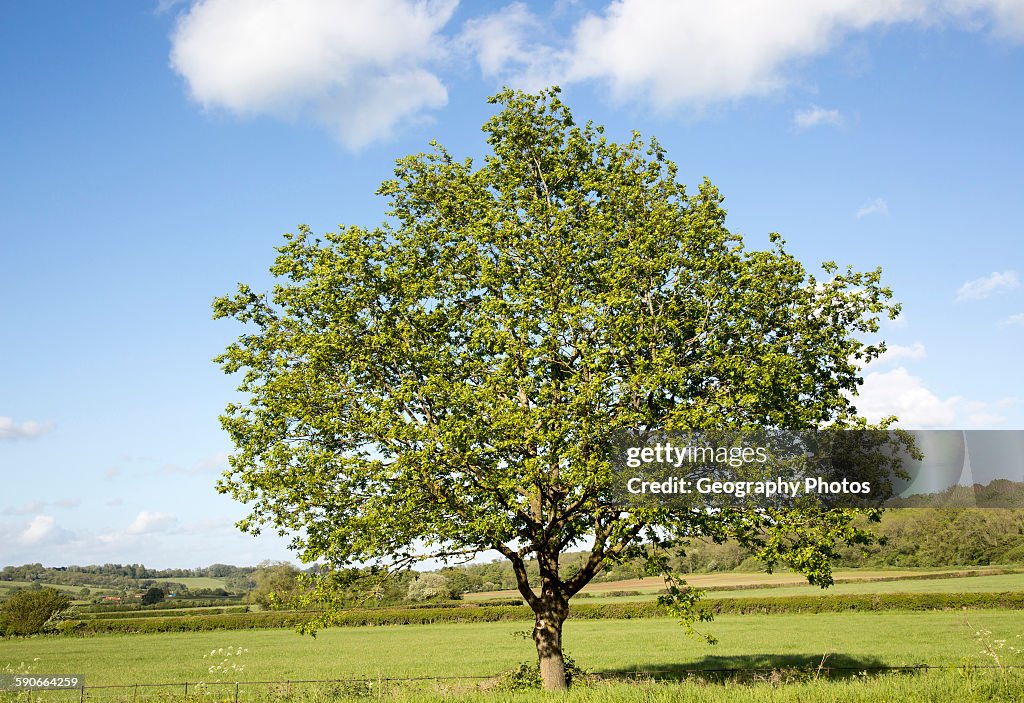 Green leaves single tree standing in green field with blue sky, Wiltshire, England