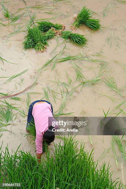 People Picking Rice 330 Dong Village Zhaoxing Stock Photos, High-Res Pictures, and Images ...