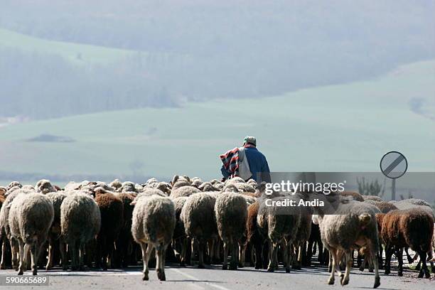 Basque Ranchers 154 Basque Shepherd Stock Photos, High-Res Pictures, and Images - Getty ...