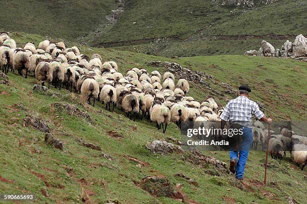Basque Ranchers 154 Basque Shepherd Stock Photos, High-Res Pictures, and Images - Getty ...