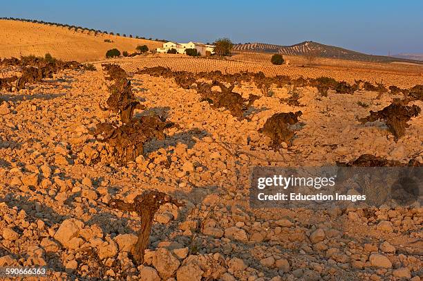 Montilla, Vineyards, Montilla Moriles area, Cordoba province, Andalusia, Spain.